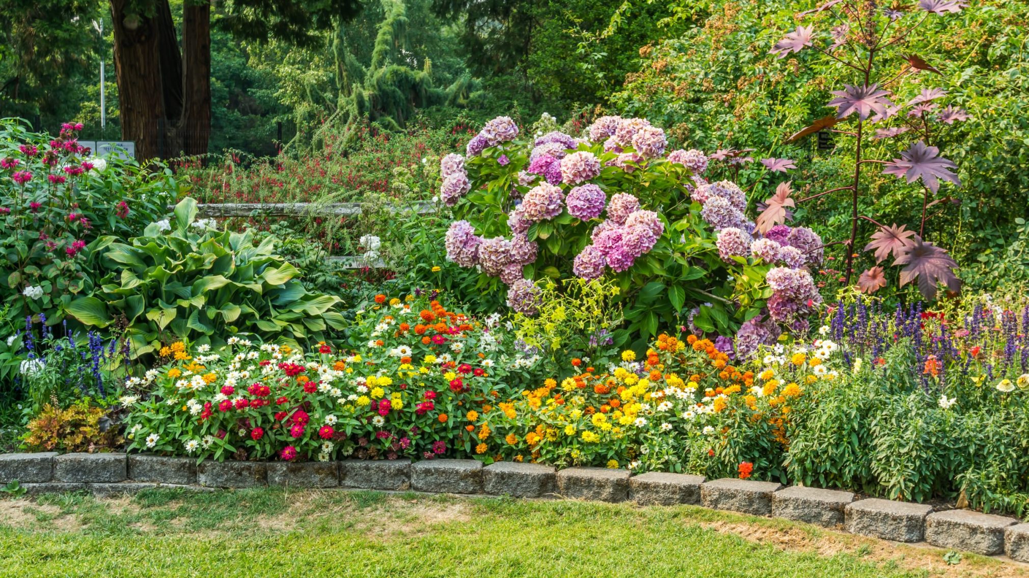 A mature flower garden bed with hydrangeas, hostas and colourful annual flowers
